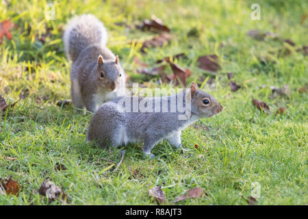 Stirlingshire, Scotland, UK - 14 December 2018: two grey squirrels - one of which has lost its tail - playing in a Stirlingshire garden on a very bright and cold day Credit: Kay Roxby/Ģ����ý Live News Stock Photo