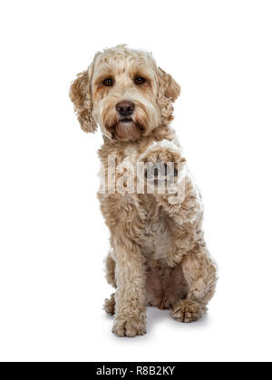 Young adult Golden Labradoodle dog, stitting facing front, one paw high in air giving high five. Looking at lens with sweet brown eyes and closed mout Stock Photo