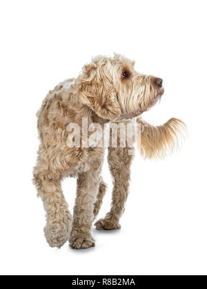 Young adult Golden Labradoodle dog, walking towards camera, one paw in air, looking side ways / profile with sweet brown eyes. Isolated on white backg Stock Photo