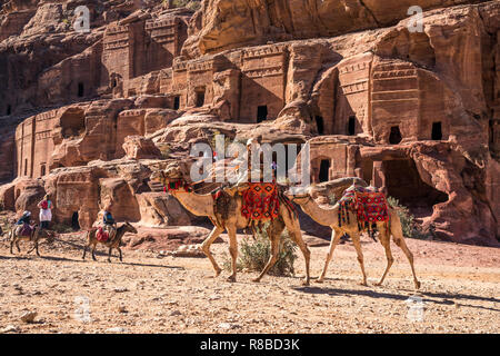 Kamele in der historischen Ruinenstätte Petra, Jordanien, Asien