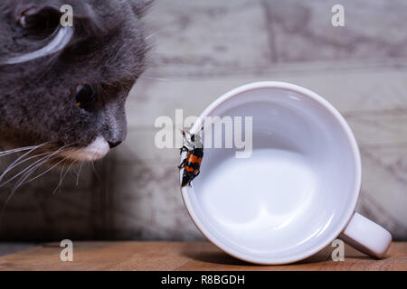 The cat looks at the beetle that is crawling on the mug Stock Photo
