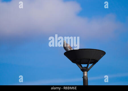 Close-up of a Rock Pigeon who sits on a Street Lantern in front of a blue Sky. Stock Photo