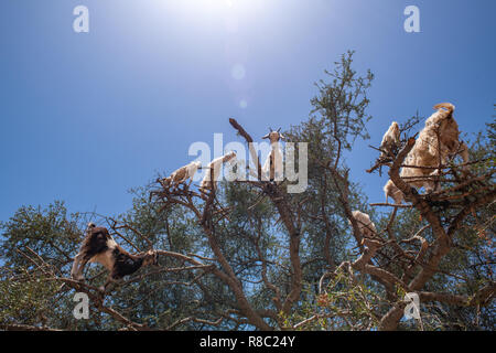 Ground Level View of Goats Climbing Among Argan Tree, Essaouira, Morocco Stock Photo