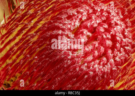 Fine art still life floral macro of a the inner of a single isolated yellow red glowing protea blossom,black background,detailed texture,surrealistic Stock Photo