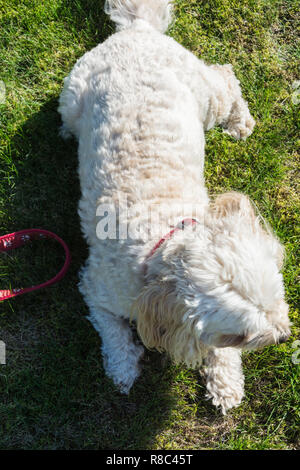 Overhead shot of a Cavachon dog (Canis lupus familiaris). Stock Photo