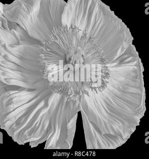 Floral fine art still life detailed bright monochrome black and white flower macro of a single isolated wide opened satin/silk poppy blossom,on black Stock Photo