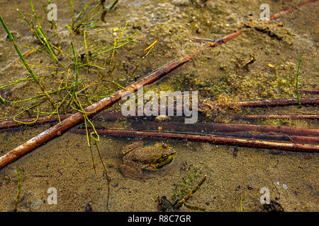 a brown frog hidding in the muddy bank of a lake Stock Photo