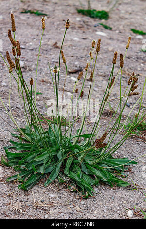 a single weed growing in a dirt patch Stock Photo