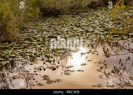 bright golden light reflected on lake surface Stock Photo