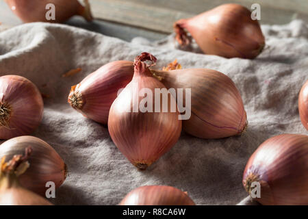 Raw Purple Organic Shallots Ready to Cook With Stock Photo