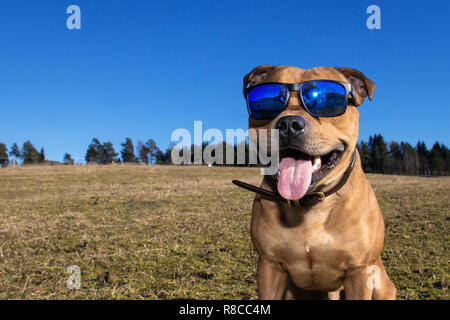 Staffordshire bull terrier with blue sunglasses posing outdoors in the sun. Spring, springtime, happy, sunglasses and pet concepts. Stock Photo