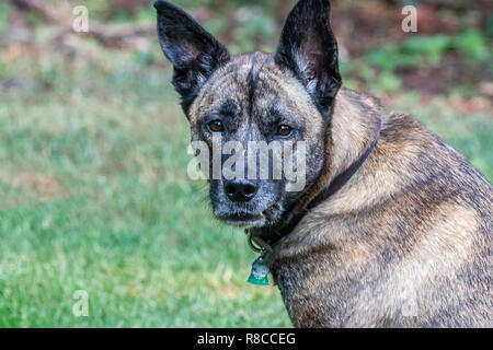 large mixed breed brindle dog resting in green Stock Photo