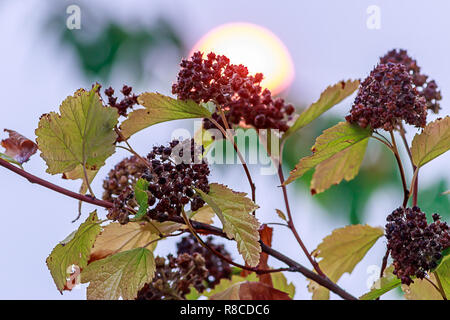 red sun behind brown flowers and yellow leaves Stock Photo