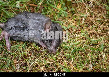 wounded gray mouse on the left of frame Stock Photo