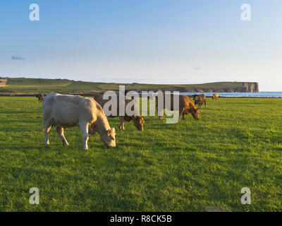 dh Beef cattle BIRSAY ORKNEY Cows grazing in a field Scotland UK eating grass feeding herd landscape Stock Photo