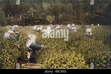 Women picking tea, with male overseer, 1890's. Creator: Japanese Photographer (19th Century). Stock Photo