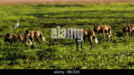 The local Wild Dog pack often hunts close to the Katavi Wildlife Campand have enthralled guests hunting impala and bushbuck next to the lodges Stock Photo