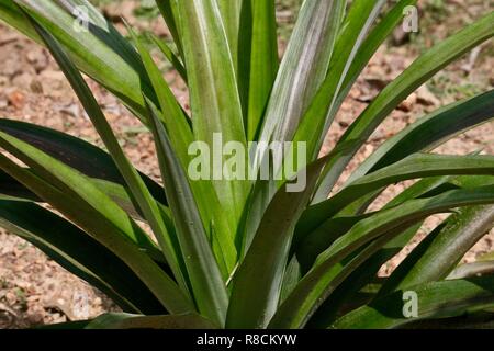 A pineapple plant with smooth glossy leaves in the sunshine Stock Photo