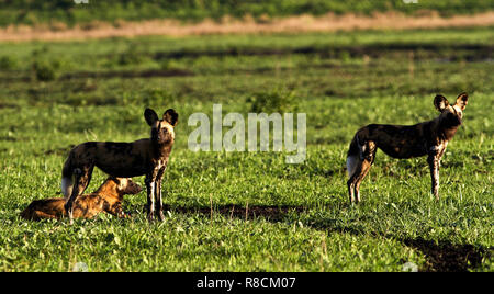 The local Wild Dog pack often hunts close to the Katavi Wildlife Campand have enthralled guests hunting impala and bushbuck next to the lodges Stock Photo