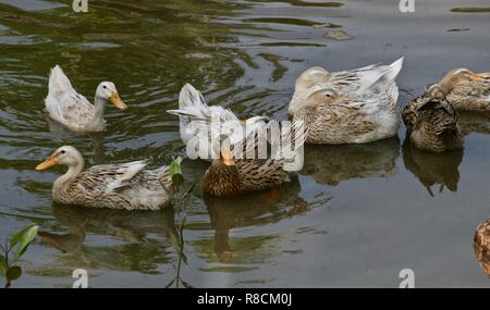 White, cream and brown speckled ducks on a pond Stock Photo