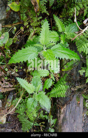 Young plant of Ongaonga or tree nettle Urtica ferox a shrub with leaves that inflict painful and ferocious sting - Southern Alps New Zealand Stock Photo