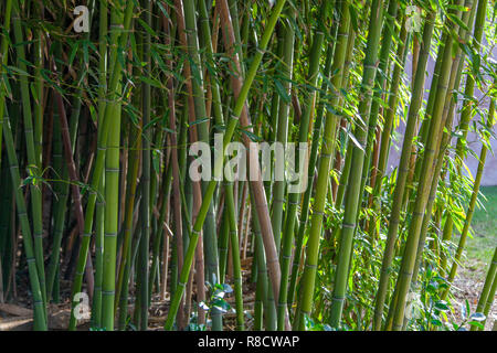 Bamboo plant Stock Photo