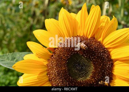 Bright yellow sunflower with honey bee collecting pollen in summer in a garden field, Wisconsin, USA. Stock Photo