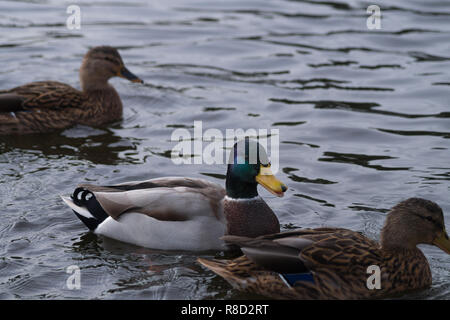 Side View of a floating Mallard Ducks (Anas platyrhynchos) on the Water Stock Photo