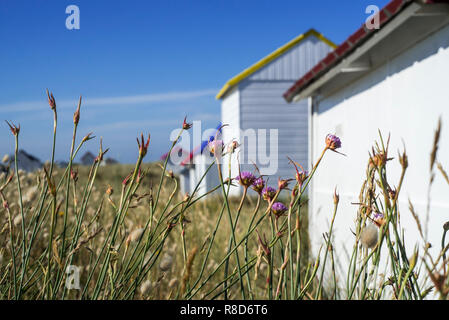 Flowers in summer in front of colourful beach cabins in the dunes at Gouville-sur-Mer, Lower Normandy, France Stock Photo