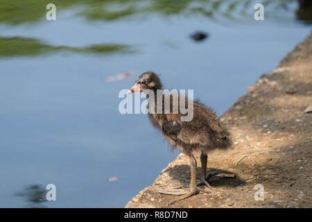 Close-up of a young Eurasian Coot (Fulica atra) Chick at the Lake. Stock Photo