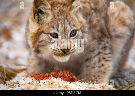 Young eurasian lynx eating meat in the forest at early winter Stock Photo