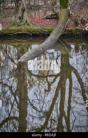 A fallen tree, uprooted and disappearing in the water Stock Photo