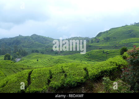 Tea plantation near Bandung, Indonesia Stock Photo