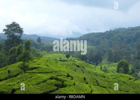 Tea plantation near Bandung, Indonesia Stock Photo