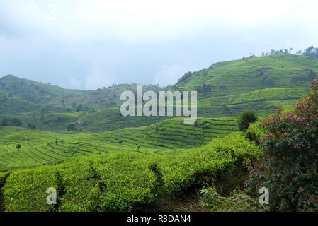 Tea plantation near Bandung, Indonesia Stock Photo