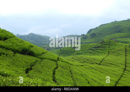 Tea plantation near Bandung, Indonesia Stock Photo