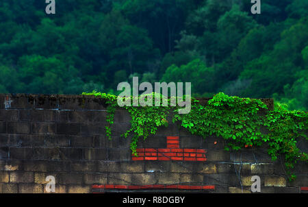 Sunlight highlights ivy growing on an old brick with some red bricks as light misty rain falls. Stock Photo