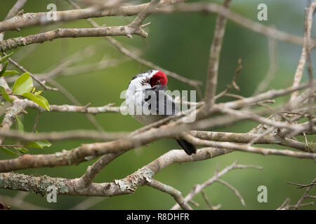 Debret - Carga de cavalaria guaicuru Stock Photo - Alamy