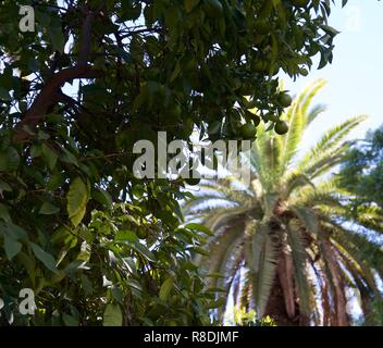 Clusters of green, unripe oranges growing on a shaded bush. A palm tree is in the sun in the background Stock Photo
