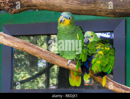two funny and happy blue fronted parrots, sitting on a branch together, tropical pets from America Stock Photo