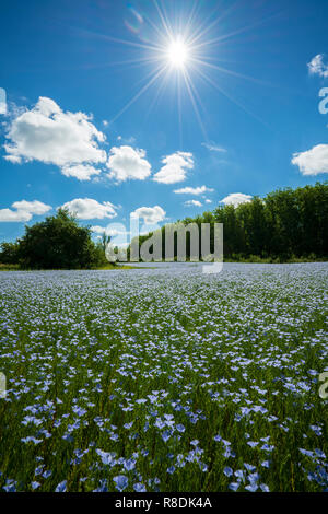 Flax flowers. Flax field, flax blooming, flax agricultural cultivation Stock Photo