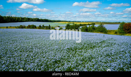 Flax flowers. Flax field, flax blooming, flax agricultural cultivation Stock Photo