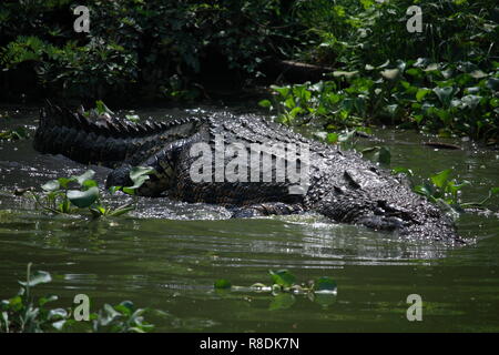 Wildlife photo, image of big crocodile swimming in lake, crocodylus porosus Stock Photo