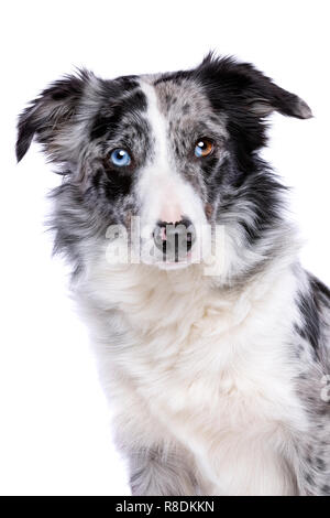 Portrait of a blue merle border collie in front of a white background Stock Photo