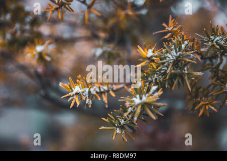 Plants and leaves covered in snow after a blizzard at the gate of Sapporofushimiinari Shrine. Sapporo, Hokkaido, Japan. Stock Photo