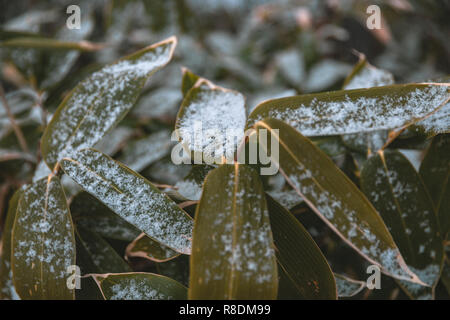 Plants and leaves covered in snow after a blizzard at the gate of Sapporofushimiinari Shrine. Sapporo, Hokkaido, Japan. Stock Photo