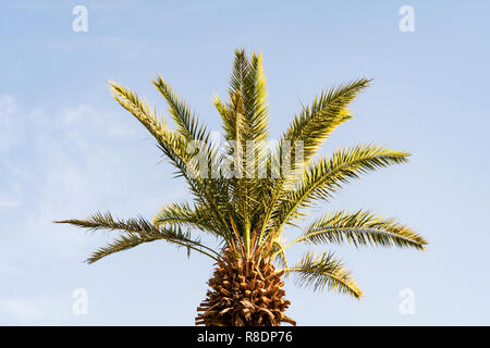 branches of date palms under blue sky. large beautiful green palm branches on a young date palm. Stock Photo
