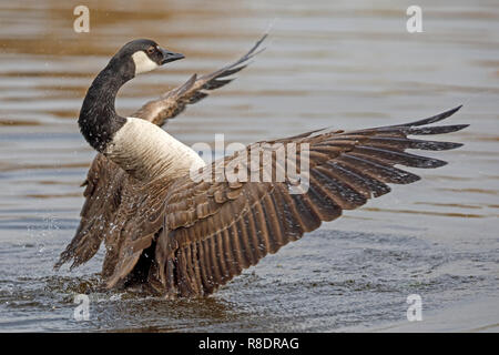 Canada clearance goose germany