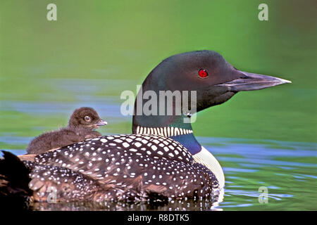 Common Loon or Great Northern Diver with chick on back swimming in lake Stock Photo