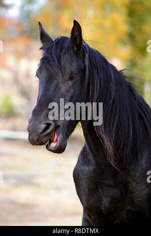 Portrait of three year old purebred Friesian Stallion talking. Stock Photo